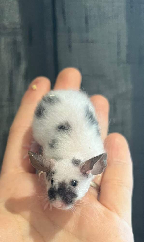Fancy mouse Deceased Mus musculus 
