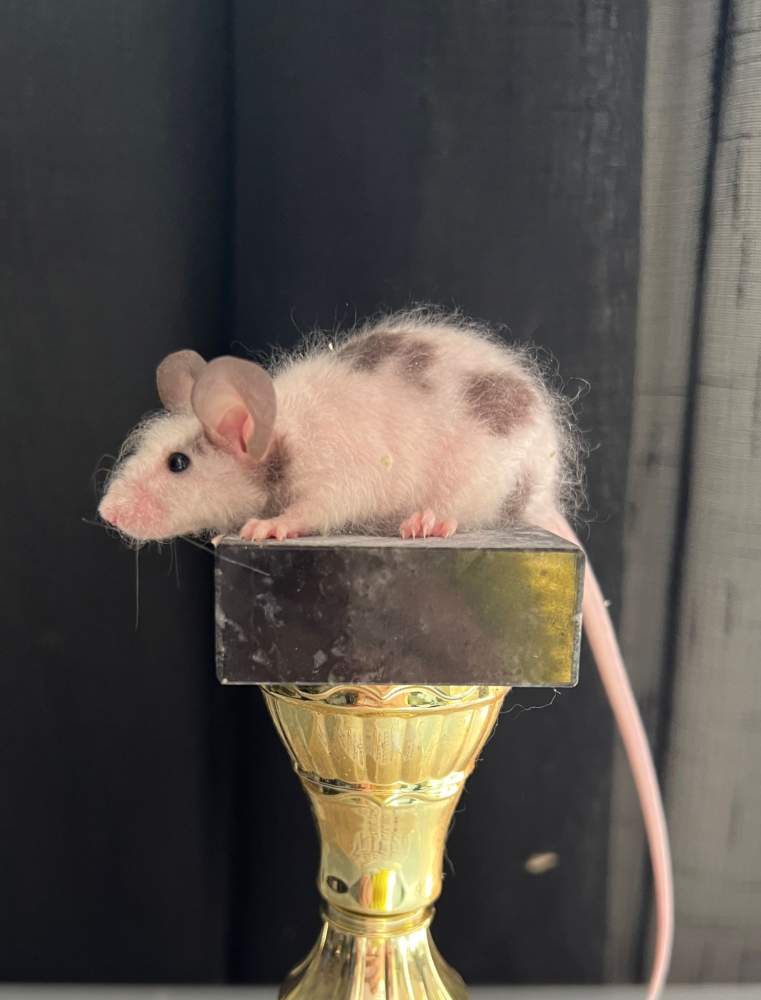 Fancy mouse Deceased Mus musculus 
