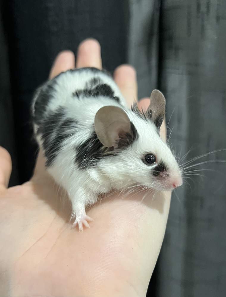 Fancy mouse Deceased Mus musculus 