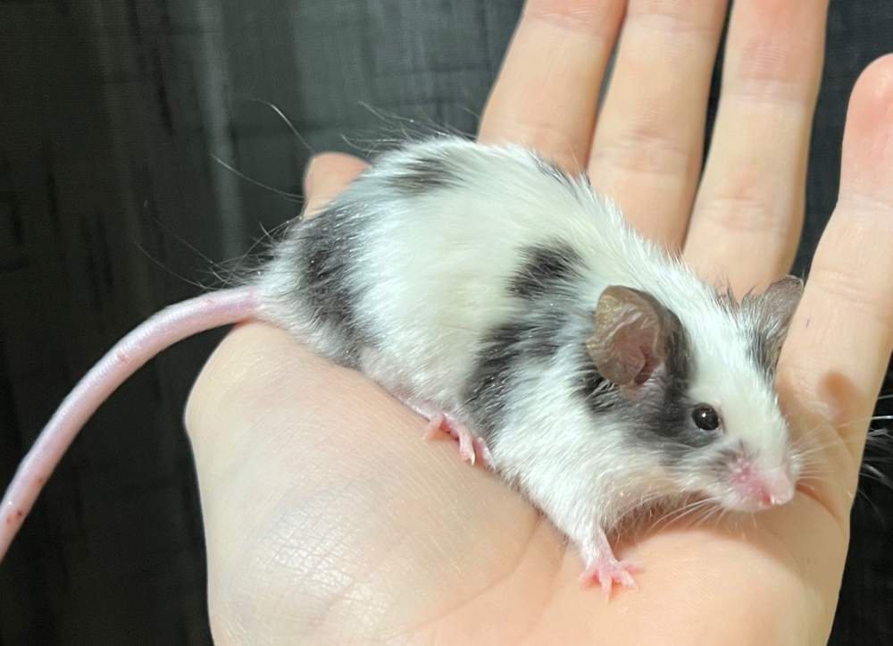 Fancy mouse Breeder Mus musculus 