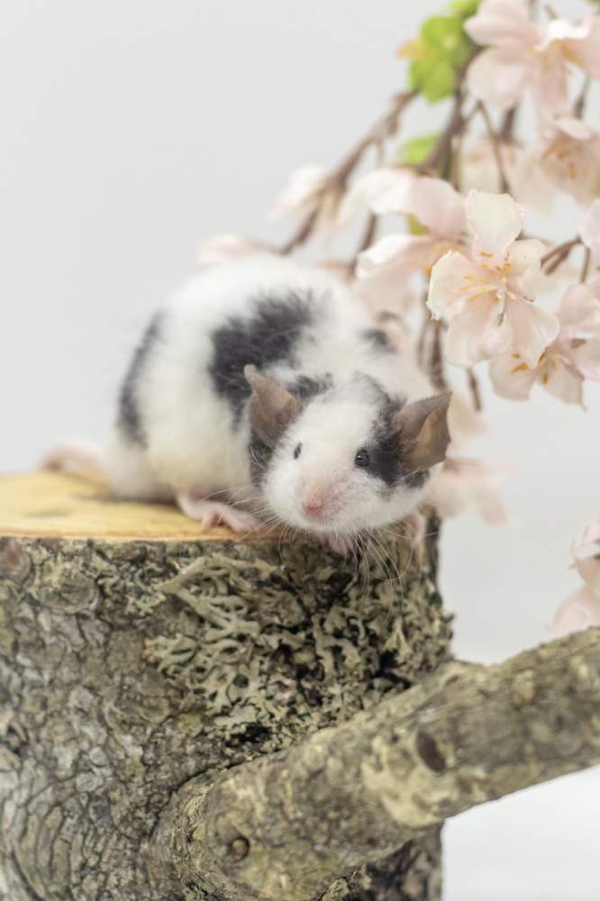 Fancy mouse Deceased Mus musculus 