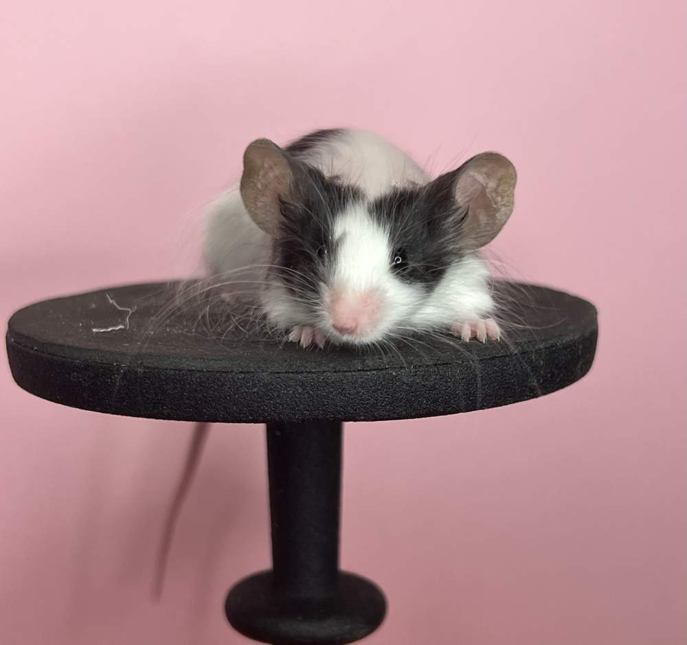 Fancy mouse Deceased Mus musculus 