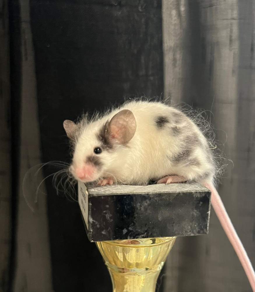 Fancy mouse Deceased Mus musculus 