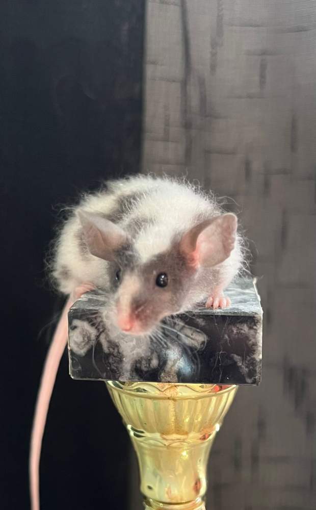 Fancy mouse Deceased Mus musculus 