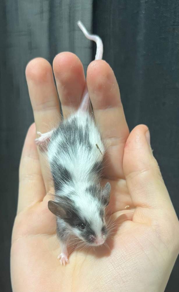 Fancy mouse Pet only Mus musculus 