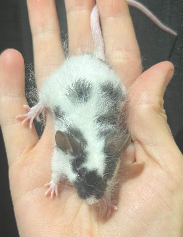 Fancy mouse Breeder Mus musculus 