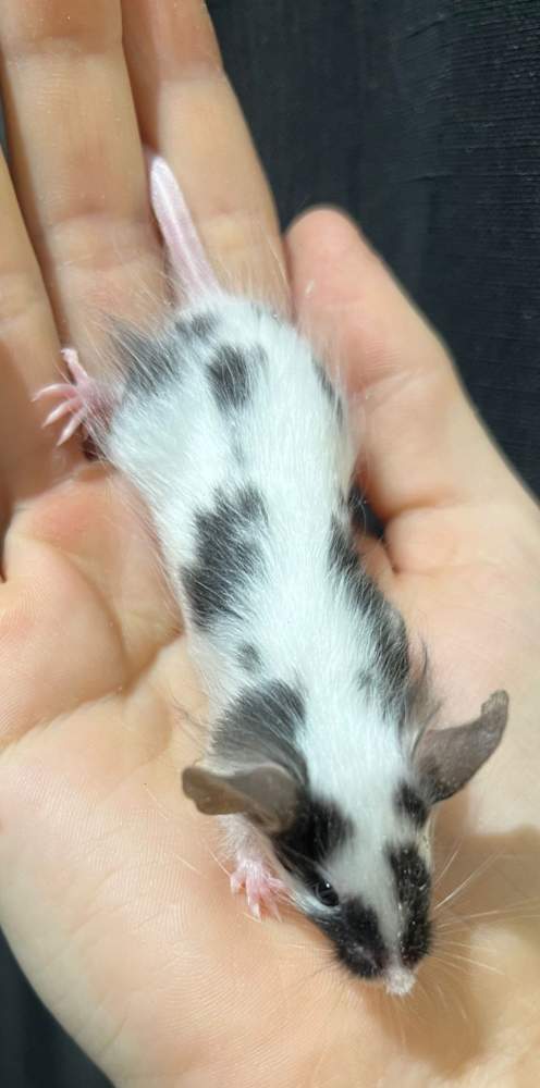 Fancy mouse Breeder Mus musculus 