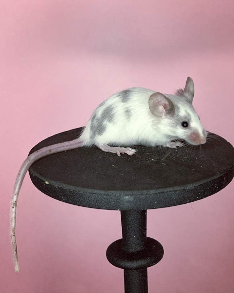Fancy mouse Deceased Mus musculus 