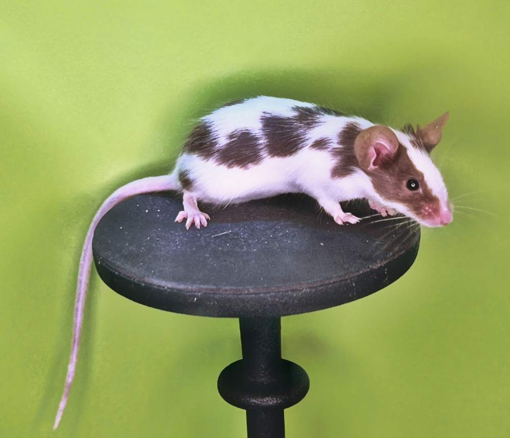 Fancy mouse Breeder Mus musculus 