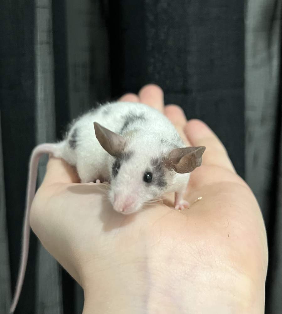 Fancy mouse Deceased Mus musculus 