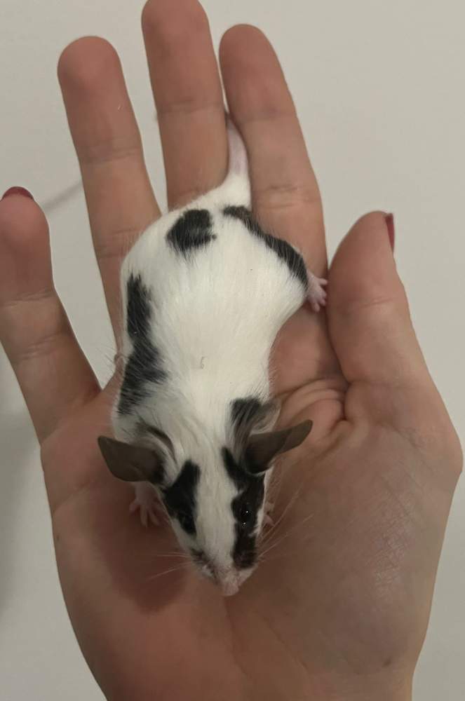 Fancy mouse Breeder Mus musculus 
