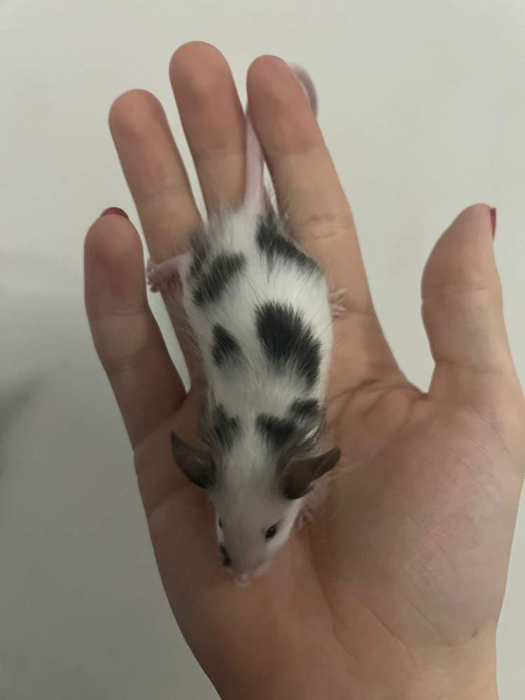 Fancy mouse Breeder Mus musculus 