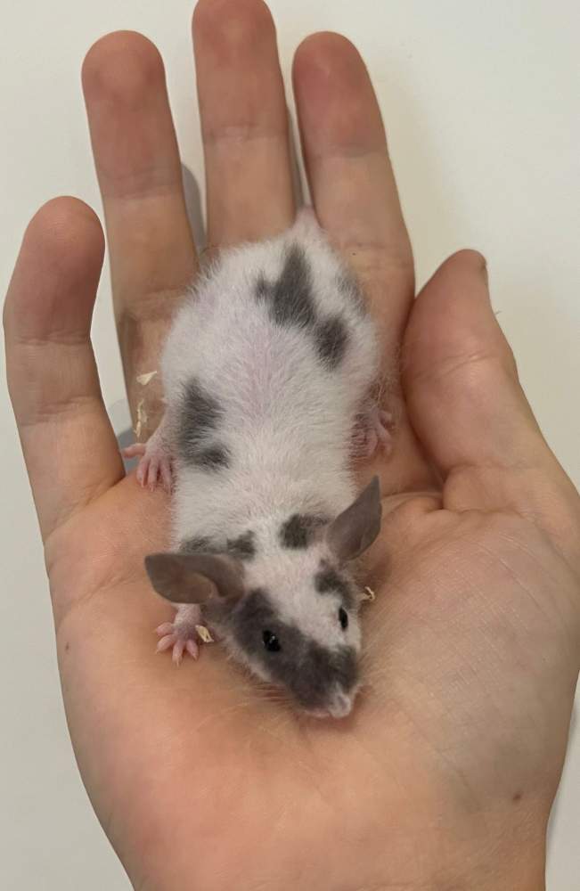 Fancy mouse Pet only Mus musculus 