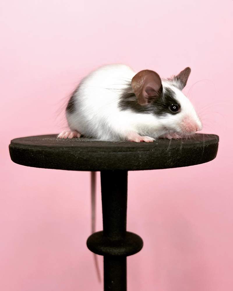Fancy mouse Retired Mus musculus 