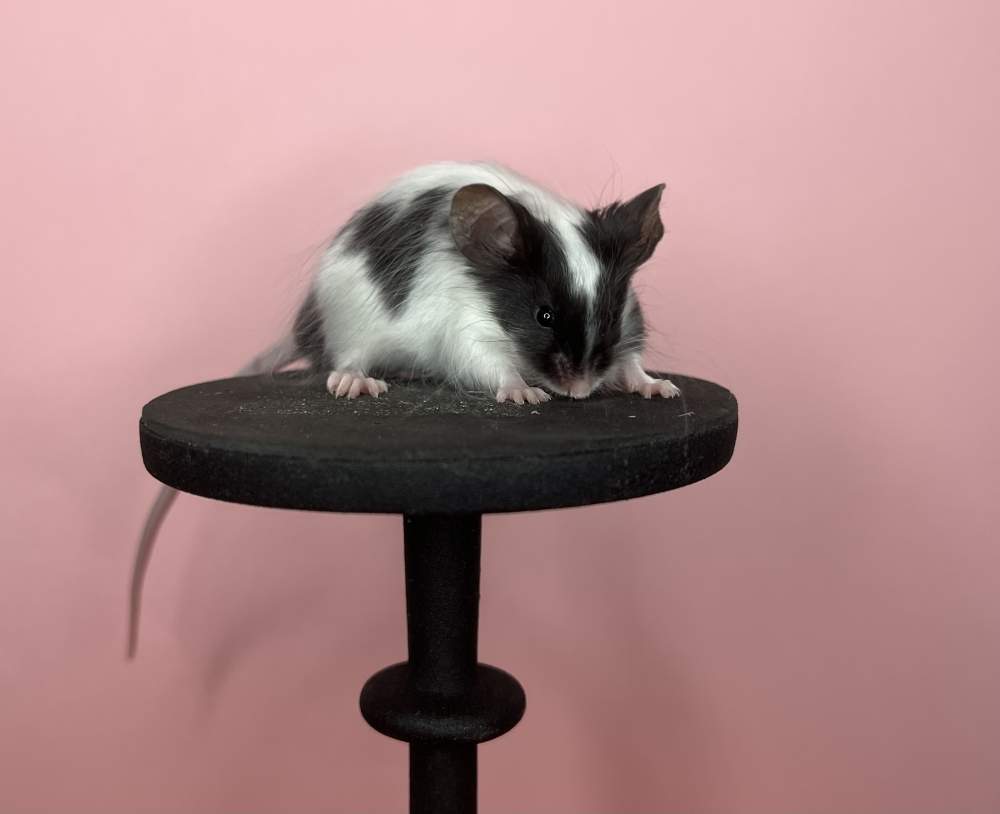 Fancy mouse Breeder Mus musculus 