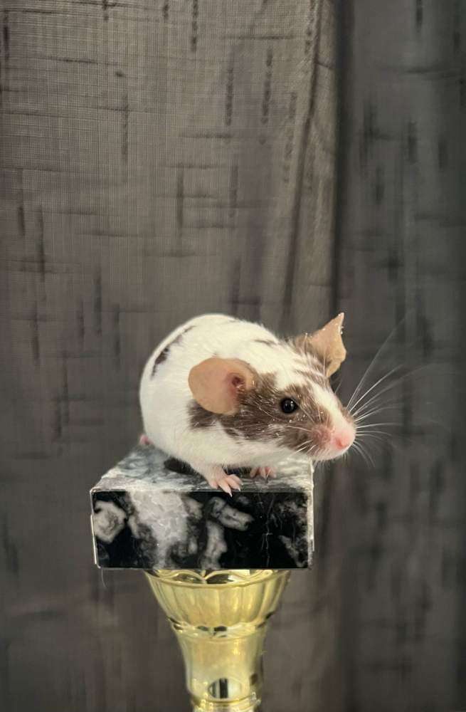Fancy mouse Deceased Mus musculus 