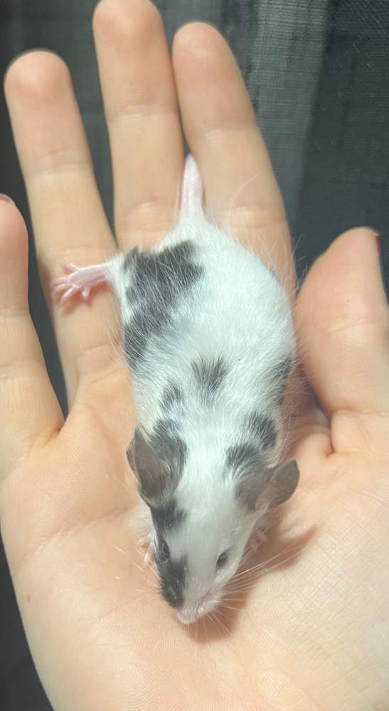 Fancy mouse Breeder Mus musculus 