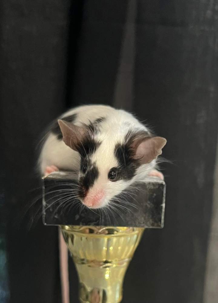 Fancy mouse Breeder Mus musculus 