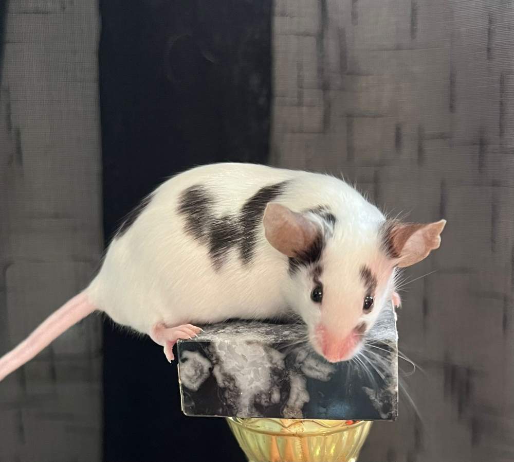 Fancy mouse Breeder Mus musculus 