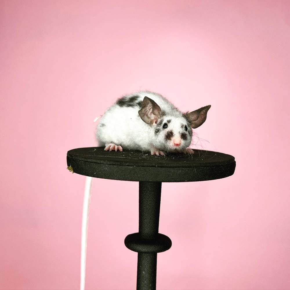 Fancy mouse Deceased Mus musculus 