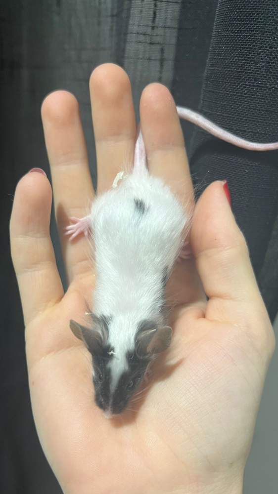 Fancy mouse Breeder Mus musculus 