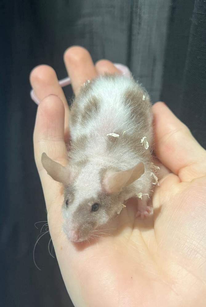 Fancy mouse Deceased Mus musculus 