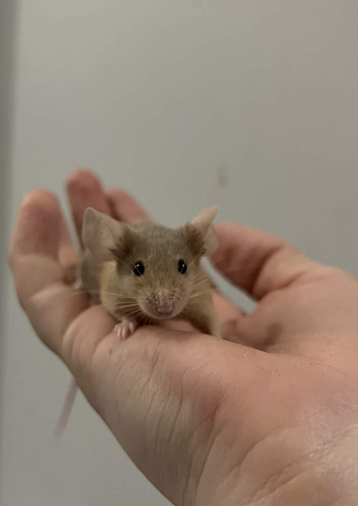 Fancy mouse Pet only Mus musculus 