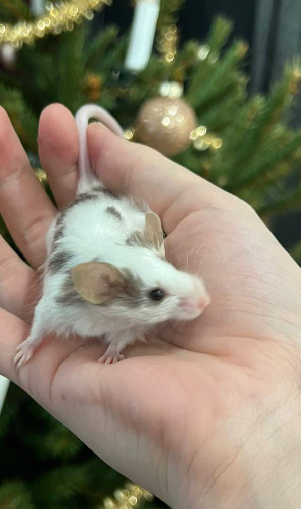 Fancy mouse Retired Mus musculus 