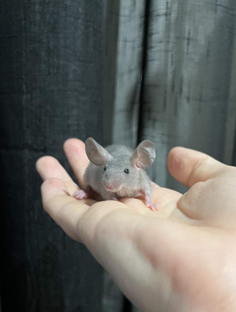 Fancy mouse Breeder Mus musculus 