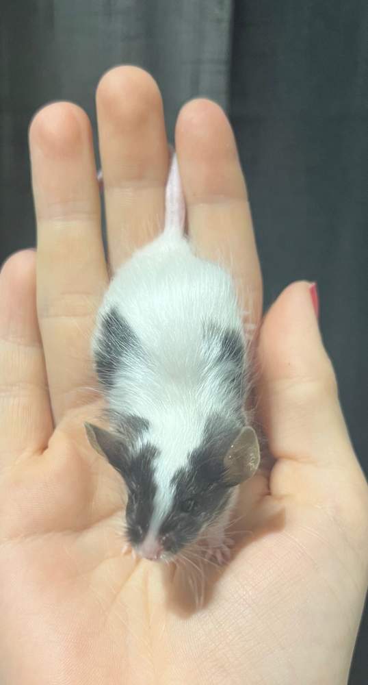 Fancy mouse Breeder Mus musculus 