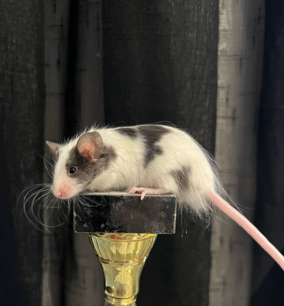 Fancy mouse Deceased Mus musculus 