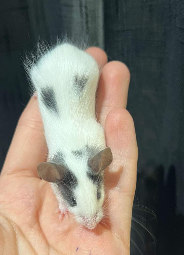 Fancy mouse Breeder Mus musculus 