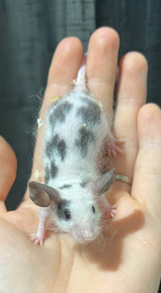 Fancy mouse Pet only Mus musculus 