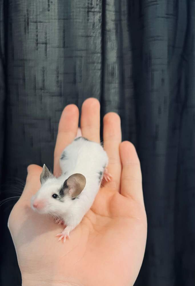 Fancy mouse Deceased Mus musculus 