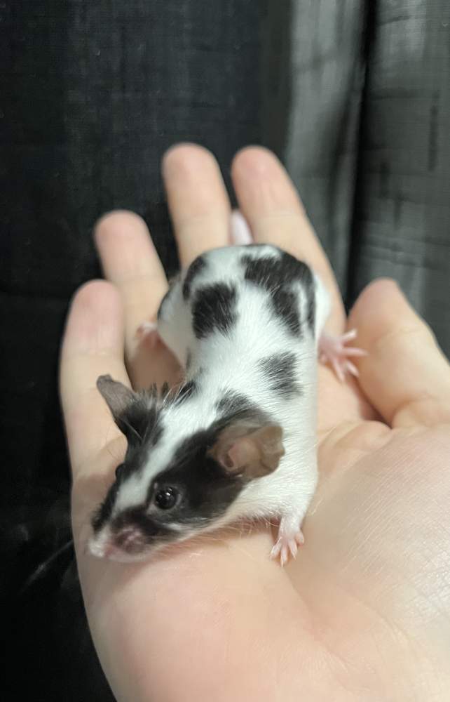 Fancy mouse Deceased Mus musculus 