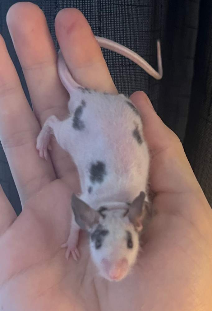 Fancy mouse Breeder Mus musculus 