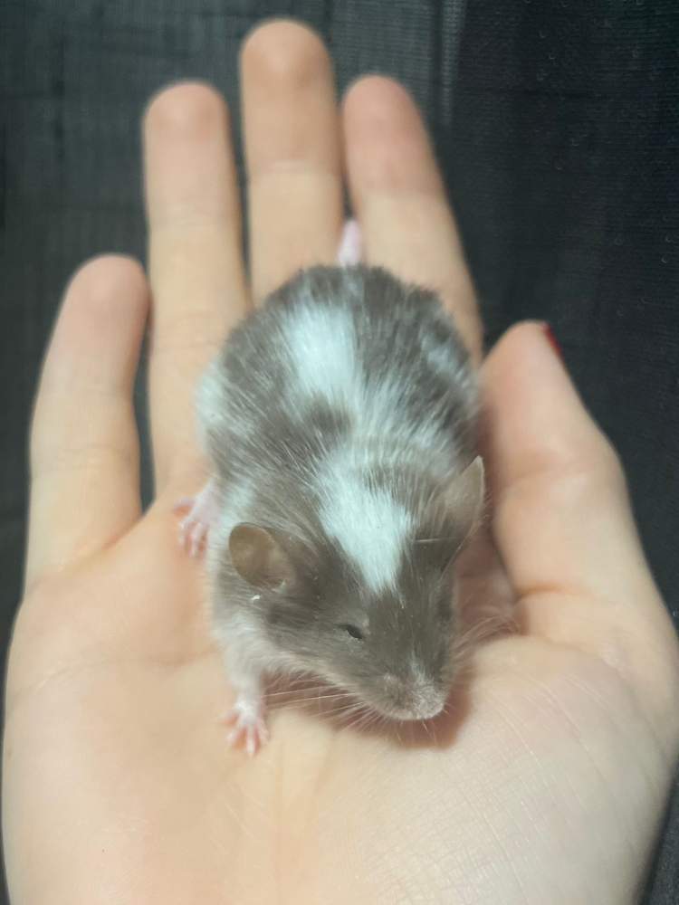 Fancy mouse Breeder Mus musculus 