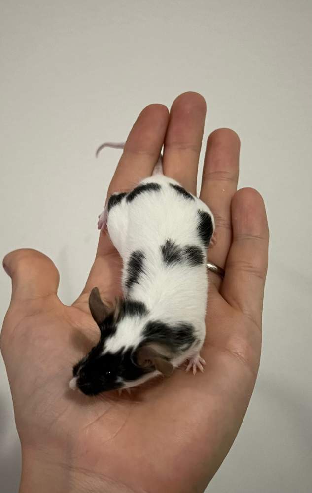 Fancy mouse Breeder Mus musculus 