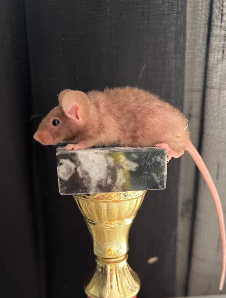 Fancy mouse Breeder Mus musculus 
