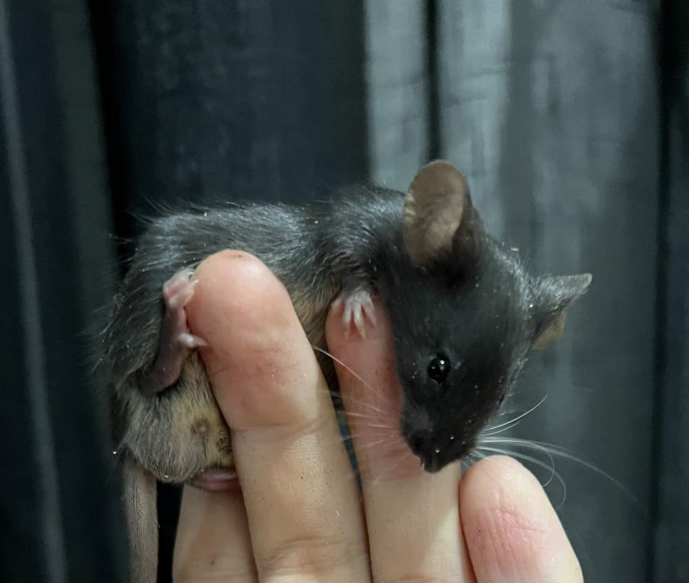 Fancy mouse Breeder Mus musculus 