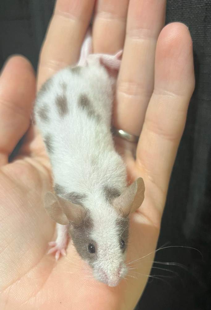 Fancy mouse Breeder Mus musculus 