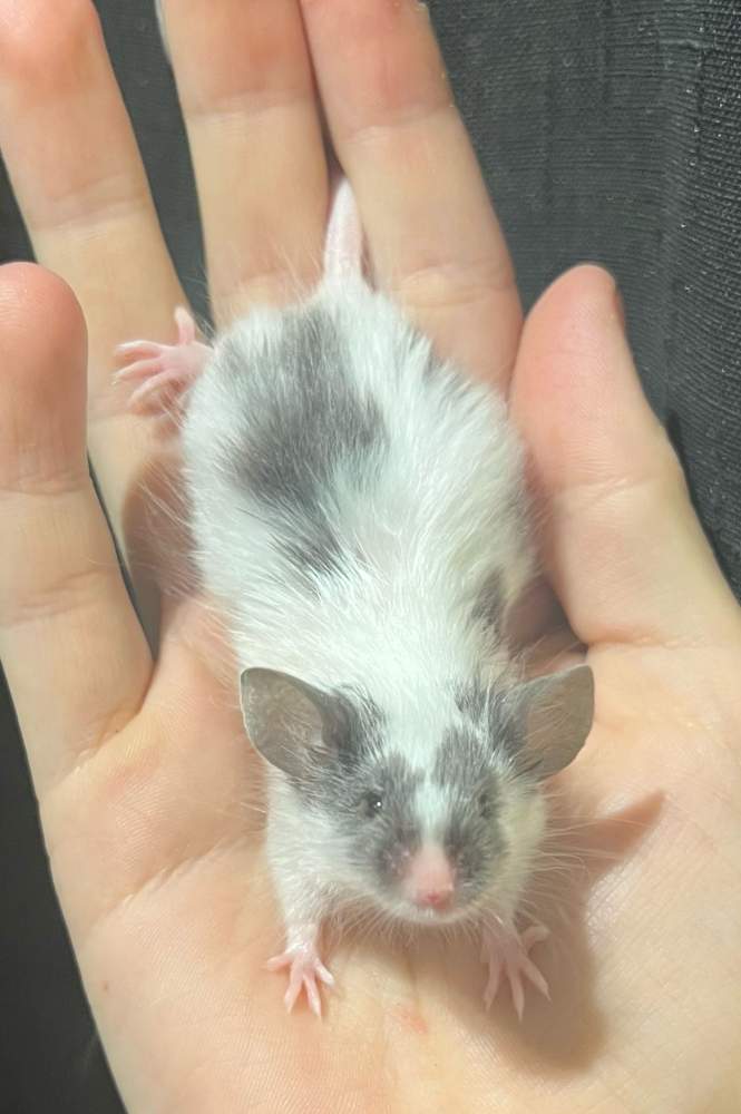 Fancy mouse Breeder Mus musculus 