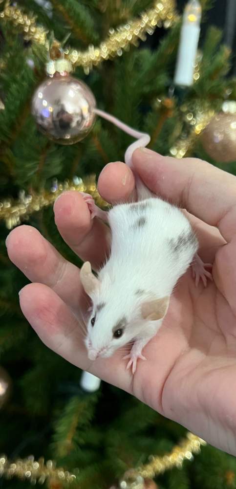 Fancy mouse Deceased Mus musculus 