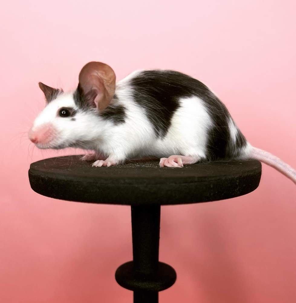 Fancy mouse Deceased Mus musculus 