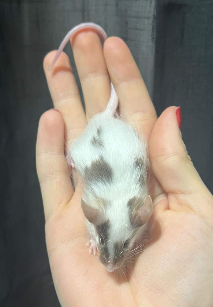 Fancy mouse Breeder Mus musculus 