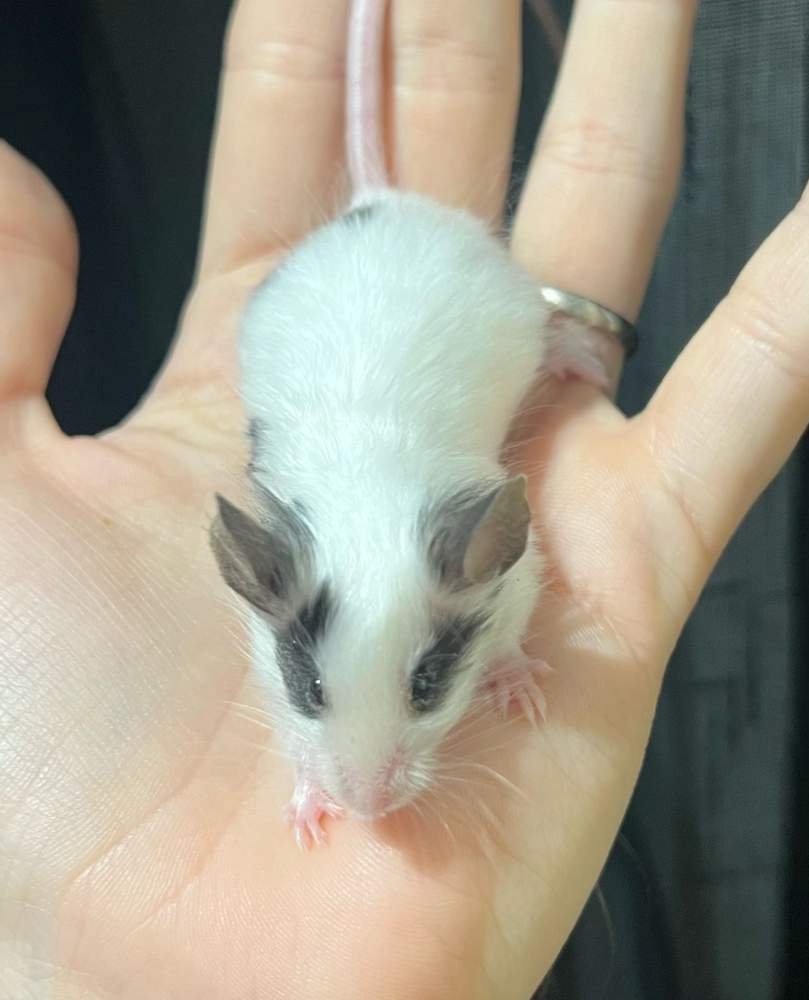 Fancy mouse Breeder Mus musculus 