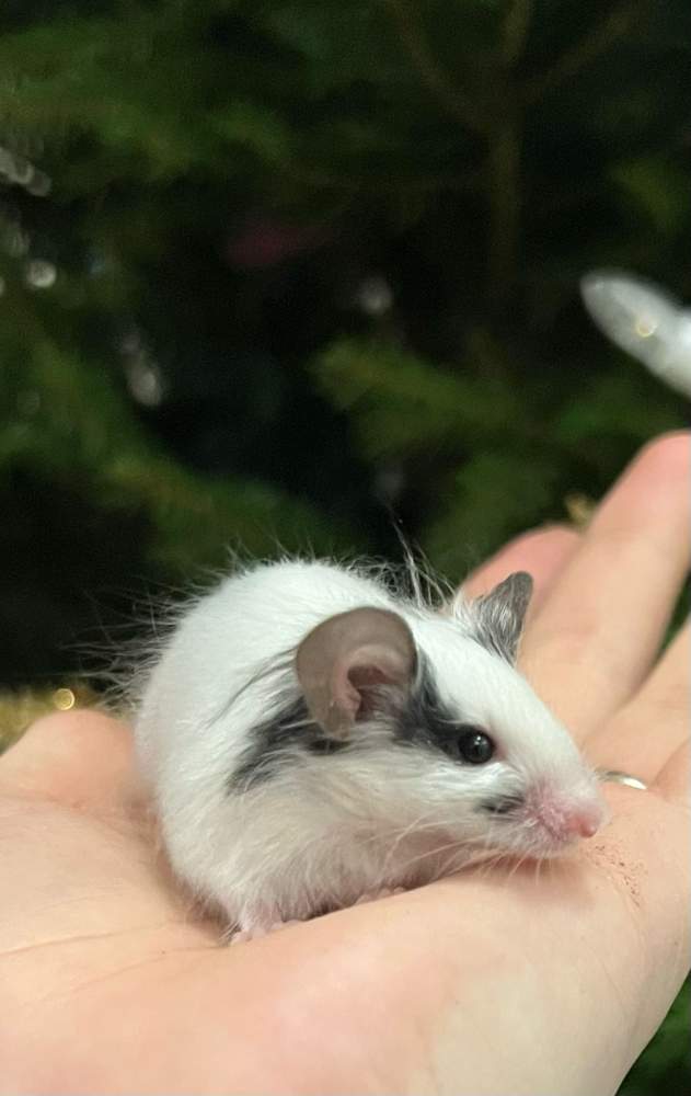 Fancy mouse Retired Mus musculus 