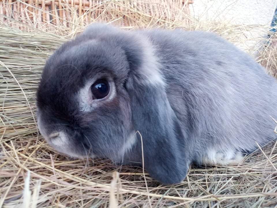 Mini (NHD) kosorrú nyúl Breeder Brachylagus idahoensis 