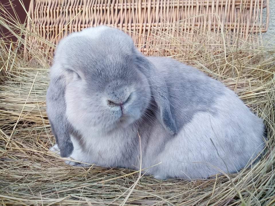 Mini (NHD) kosorrú nyúl Breeder Brachylagus idahoensis 