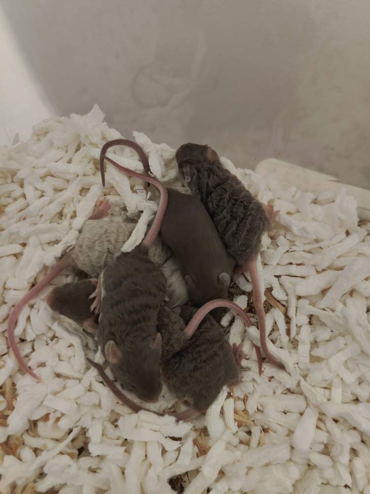 Fancy mouse Breeder Mus musculus 